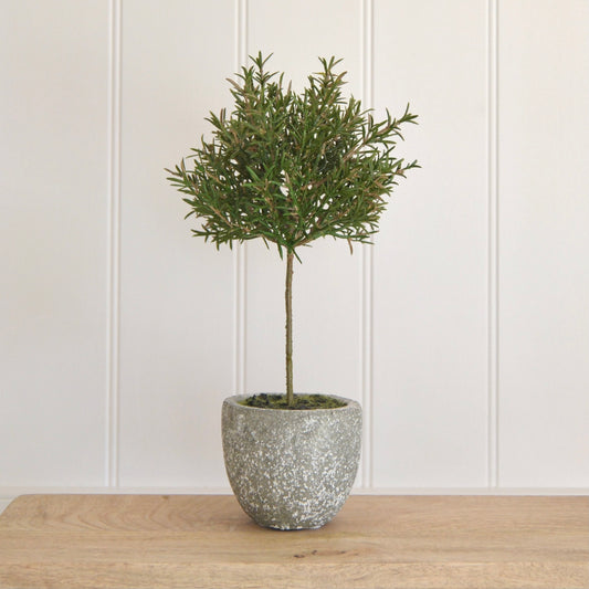 Potted Rosemary